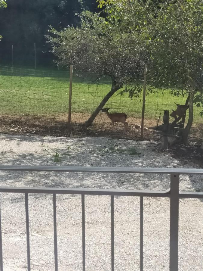 Alloggio E Agriturismo De Poanute Faedis Exterior foto